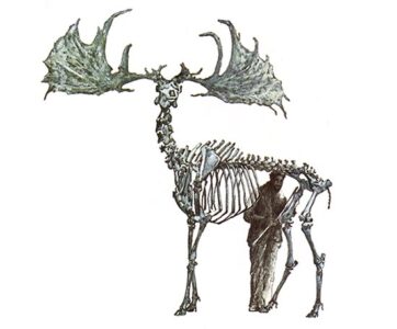 Of Deer, Elk and Moose Antlers Image